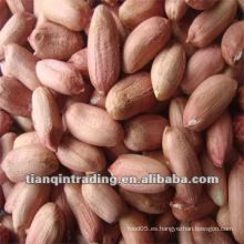 Shandong Peanut